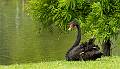 KirmsPhotography.com Black Swan-2